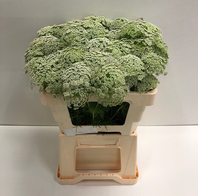 Ammi visnaga.jpg